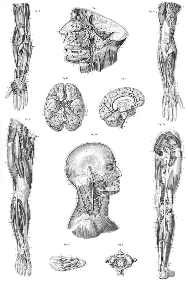 Иллюстрация к книге — Мозг. Тайны разума [i_003.jpg]