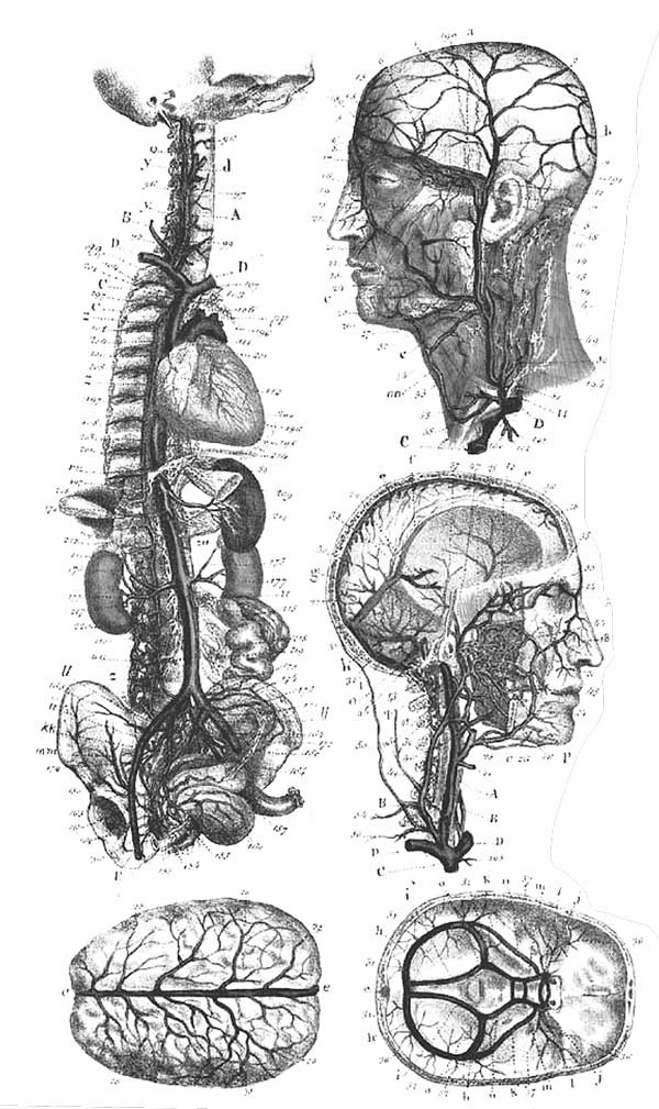 Иллюстрация к книге — Мозг. Тайны разума [i_008.jpg]