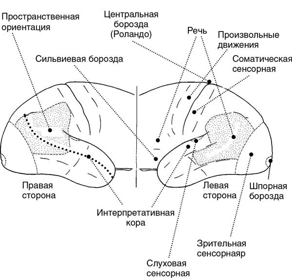 Иллюстрация к книге — Мозг. Тайны разума [i_016.jpg]