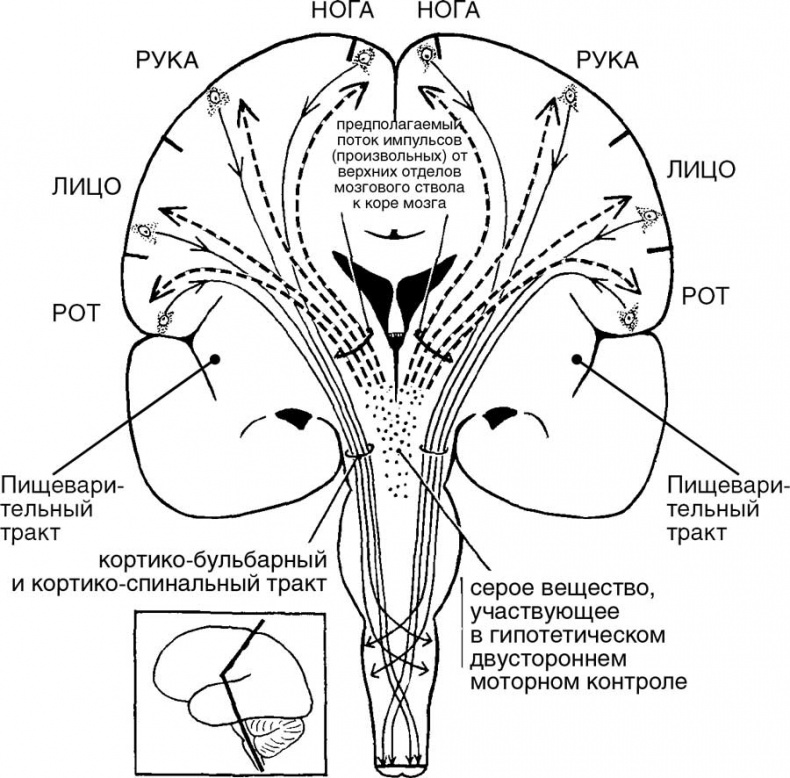 Иллюстрация к книге — Мозг. Тайны разума [i_020.jpg]