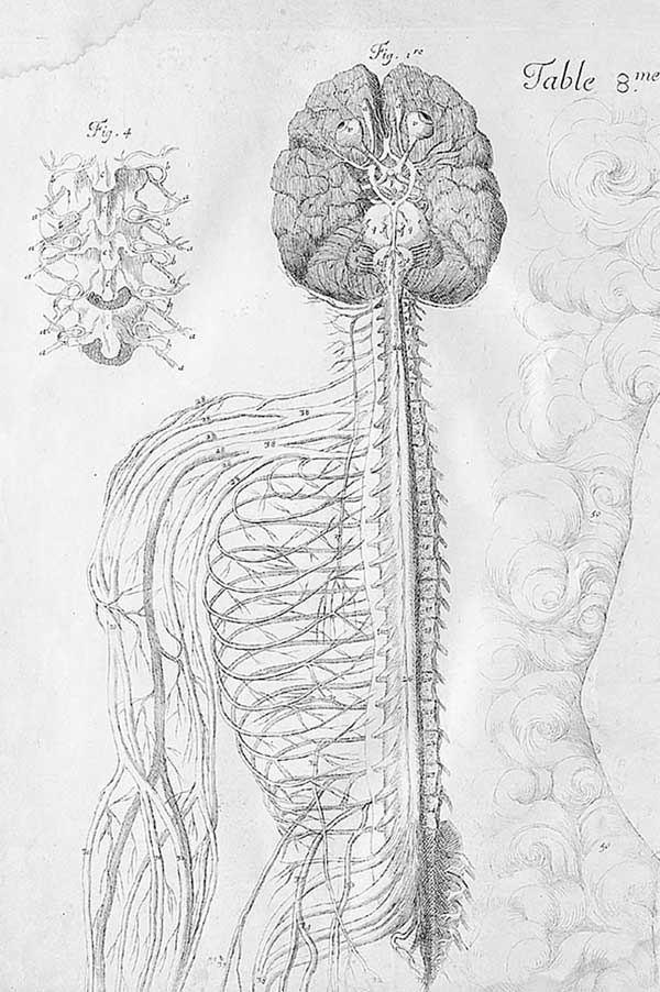 Иллюстрация к книге — Мозг. Тайны разума [i_021.jpg]
