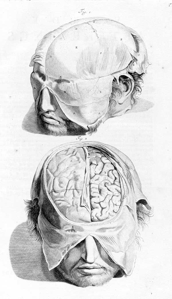 Иллюстрация к книге — Мозг. Тайны разума [i_023.jpg]