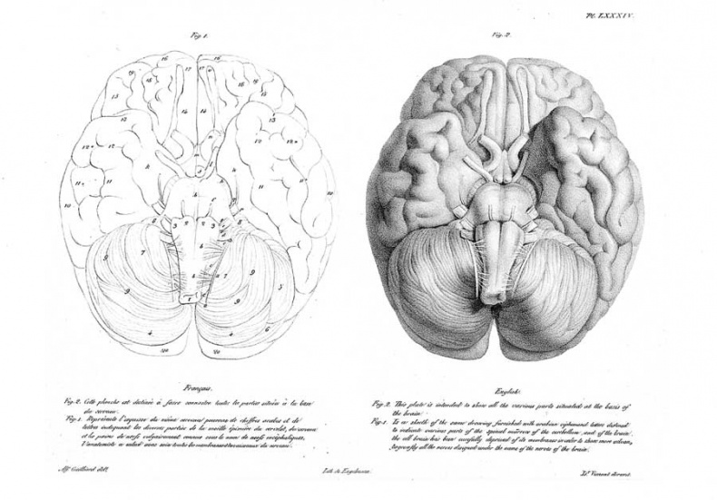 Иллюстрация к книге — Мозг. Тайны разума [i_024.jpg]