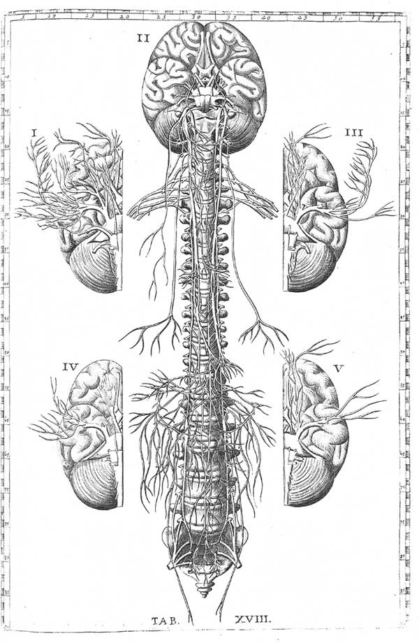 Иллюстрация к книге — Мозг. Тайны разума [i_026.jpg]