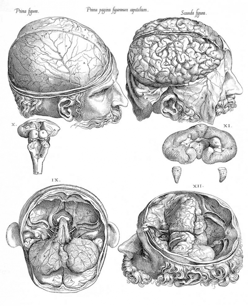 Иллюстрация к книге — Мозг. Тайны разума [i_027.jpg]