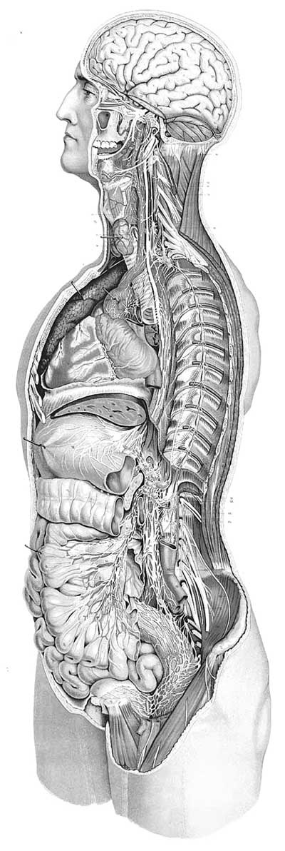 Иллюстрация к книге — Мозг. Тайны разума [i_031.jpg]