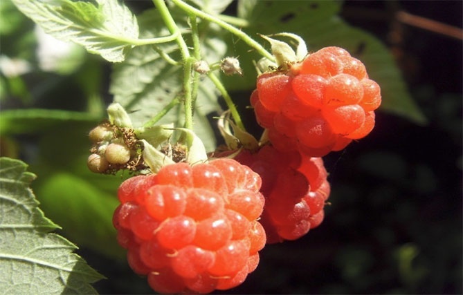 Иллюстрация к книге — Високосный, 2008 год [i_004.jpg]