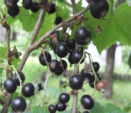 Иллюстрация к книге — Високосный, 2008 год [i_005.jpg]