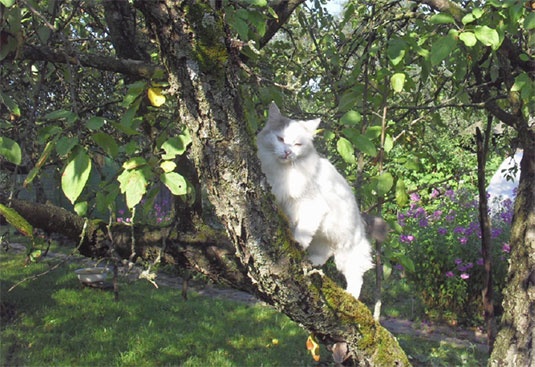 Иллюстрация к книге — Високосный, 2008 год [i_007.jpg]