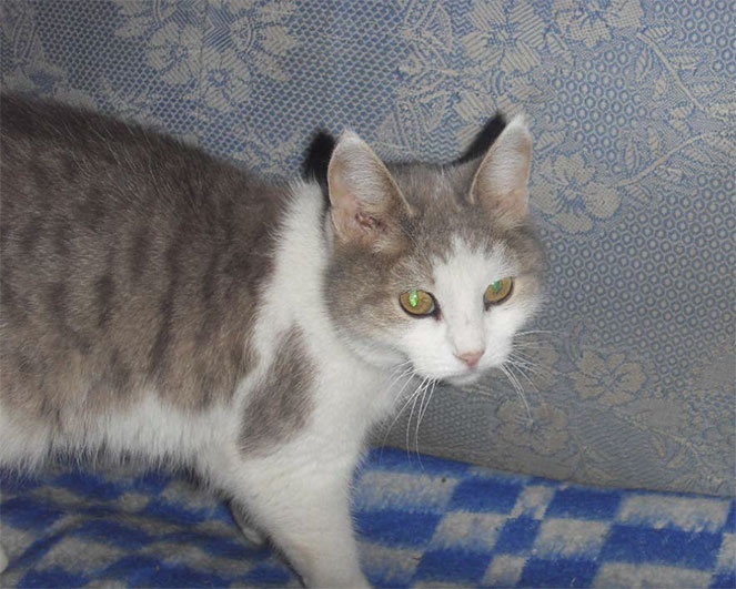 Иллюстрация к книге — Високосный, 2008 год [i_008.jpg]