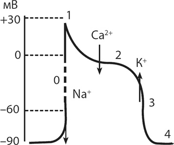 Иллюстрация к книге — Современные лекарства [i_002.jpg]