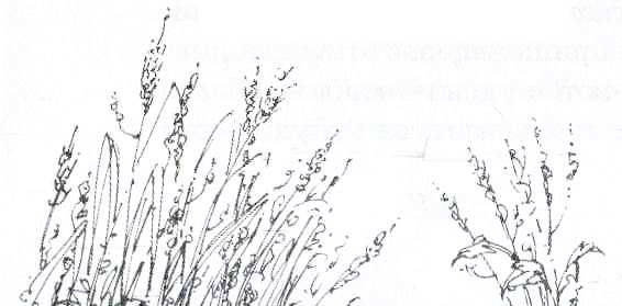 Иллюстрация к книге — Дневник Мишки Клюшкина [i_036.jpg]