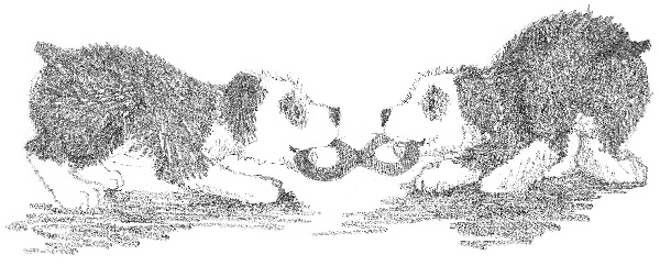 Иллюстрация к книге — Щенок Макс, или Выбери меня! [i_004.jpg]