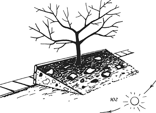 Иллюстрация к книге — Энциклопедия плодового сада на разумной почве [i_004.jpg]