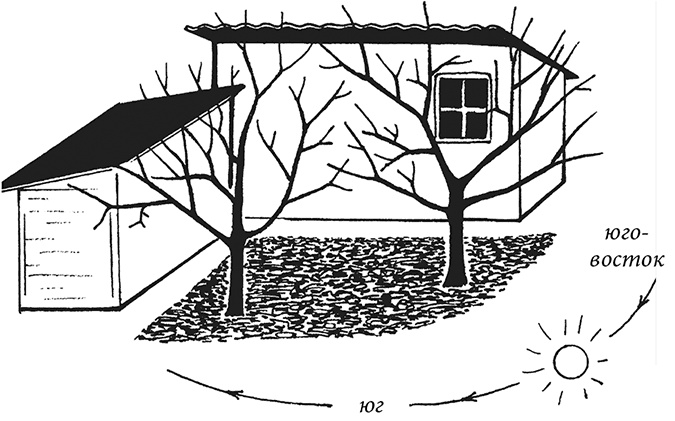 Иллюстрация к книге — Энциклопедия плодового сада на разумной почве [i_005.jpg]