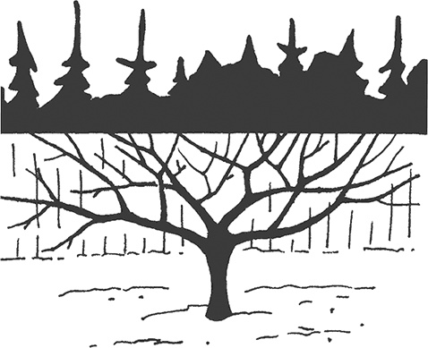 Иллюстрация к книге — Энциклопедия плодового сада на разумной почве [i_006.jpg]