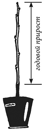 Иллюстрация к книге — Энциклопедия плодового сада на разумной почве [i_010.jpg]