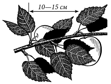Иллюстрация к книге — Энциклопедия плодового сада на разумной почве [i_012.jpg]