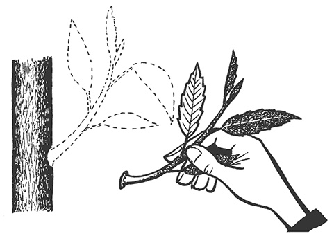 Иллюстрация к книге — Сад без нервов. Обрезка и подкормка [i_002.jpg]