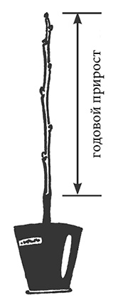 Иллюстрация к книге — Сад без нервов. Обрезка и подкормка [i_003.jpg]