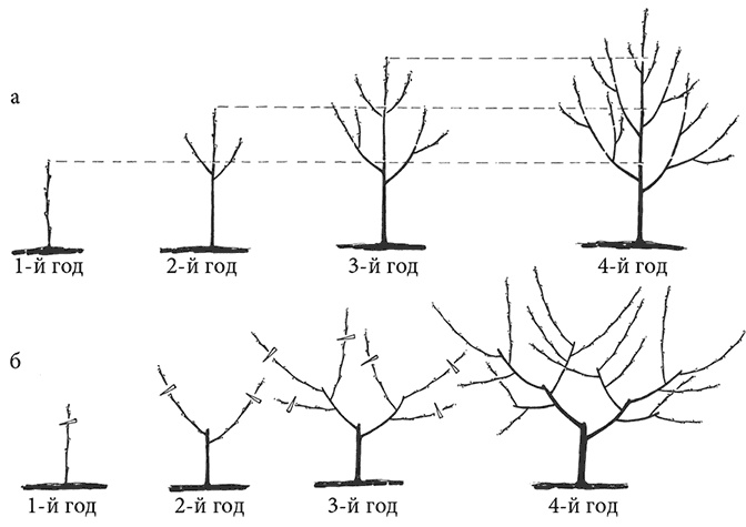 Иллюстрация к книге — Сад без нервов. Обрезка и подкормка [i_006.jpg]