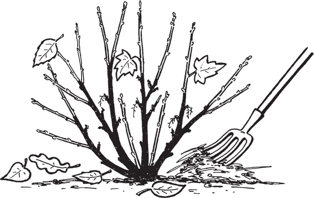 Иллюстрация к книге — Самая полезная настольная книга садовода и огородника [i_008.jpg]