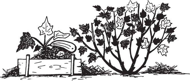 Иллюстрация к книге — Самая полезная настольная книга садовода и огородника [i_009.jpg]