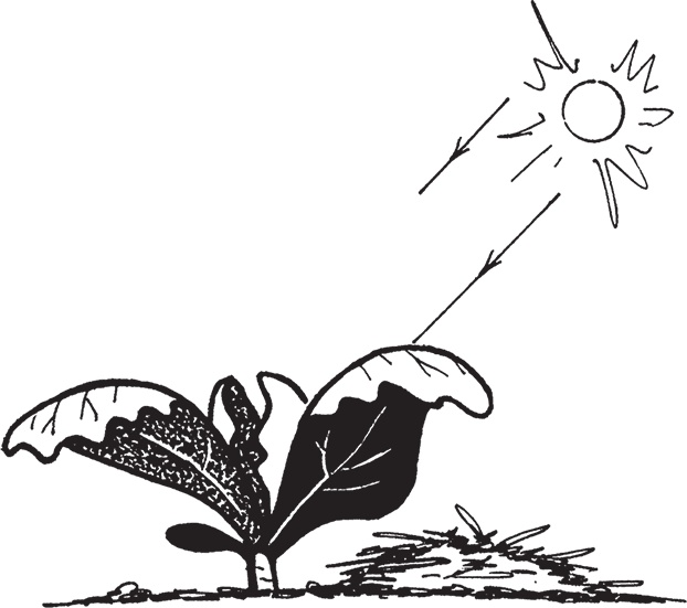 Иллюстрация к книге — Самая полезная настольная книга садовода и огородника [i_010.jpg]