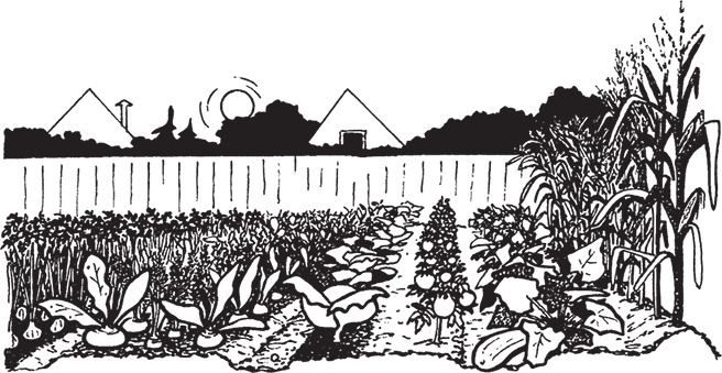 Иллюстрация к книге — Самая полезная настольная книга садовода и огородника [i_016.jpg]