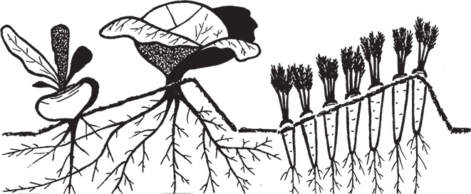 Иллюстрация к книге — Самая полезная настольная книга садовода и огородника [i_018.jpg]