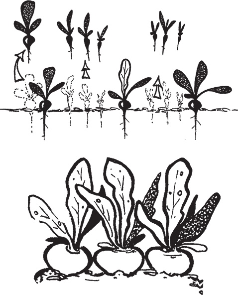 Иллюстрация к книге — Самая полезная настольная книга садовода и огородника [i_024.jpg]