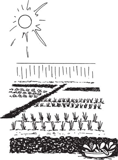 Иллюстрация к книге — Самая полезная настольная книга садовода и огородника [i_025.jpg]