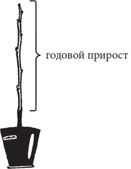 Иллюстрация к книге — Самая полезная настольная книга садовода и огородника [i_026.jpg]