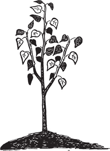 Иллюстрация к книге — Самая полезная настольная книга садовода и огородника [i_027.jpg]