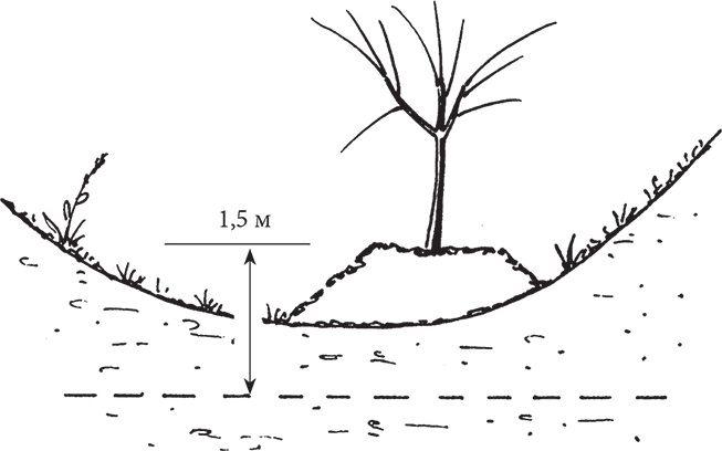 Иллюстрация к книге — Самая полезная настольная книга садовода и огородника [i_028.jpg]