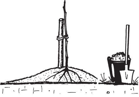 Иллюстрация к книге — Самая полезная настольная книга садовода и огородника [i_030.jpg]