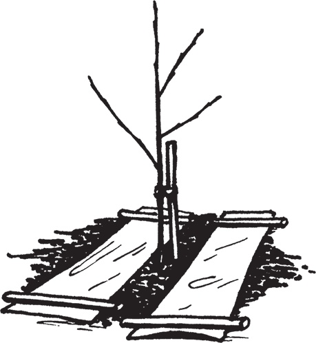 Иллюстрация к книге — Самая полезная настольная книга садовода и огородника [i_032.jpg]