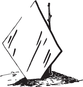 Иллюстрация к книге — Самая полезная настольная книга садовода и огородника [i_033.jpg]