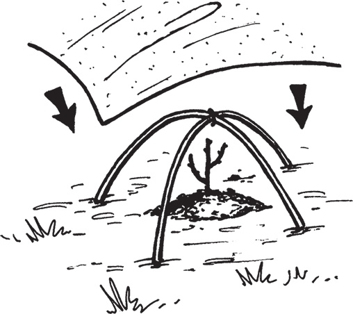 Иллюстрация к книге — Самая полезная настольная книга садовода и огородника [i_035.jpg]