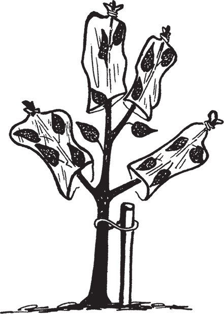 Иллюстрация к книге — Самая полезная настольная книга садовода и огородника [i_039.jpg]