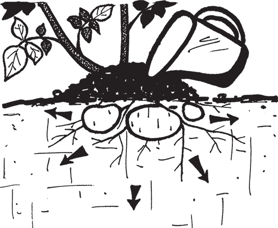 Иллюстрация к книге — Самая полезная настольная книга садовода и огородника [i_044.jpg]