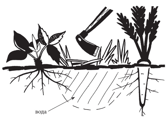 Иллюстрация к книге — Самая полезная настольная книга садовода и огородника [i_046.jpg]
