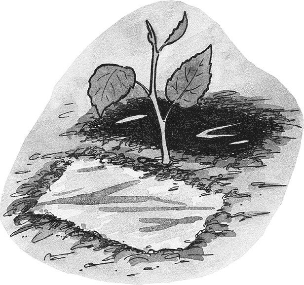 Иллюстрация к книге — Самая полезная настольная книга садовода и огородника [i_056.jpg]