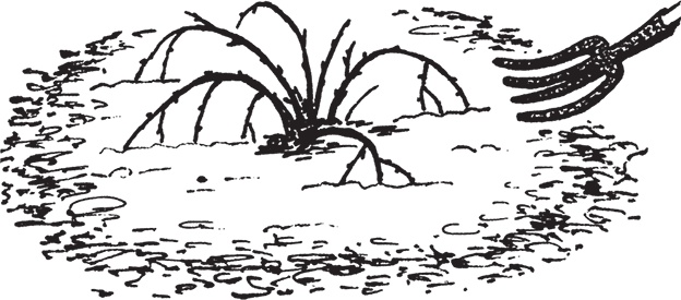 Иллюстрация к книге — Самая полезная настольная книга садовода и огородника [i_063.jpg]