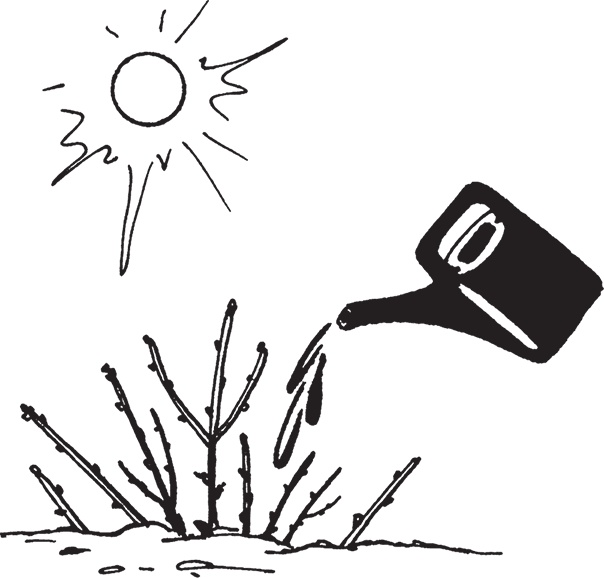 Иллюстрация к книге — Самая полезная настольная книга садовода и огородника [i_064.jpg]