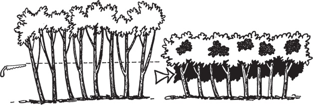 Иллюстрация к книге — Самая полезная настольная книга садовода и огородника [i_066.jpg]