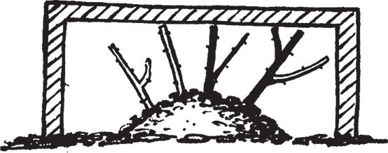 Иллюстрация к книге — Самая полезная настольная книга садовода и огородника [i_068.jpg]