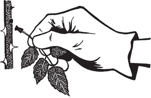 Иллюстрация к книге — Самая полезная настольная книга садовода и огородника [i_070.jpg]