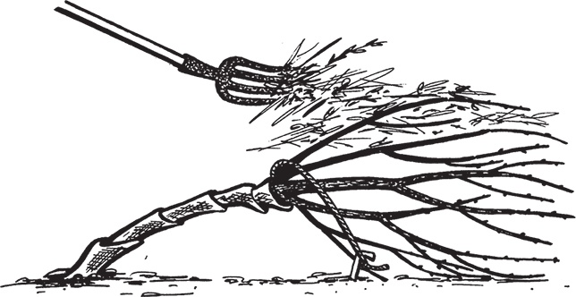 Иллюстрация к книге — Самая полезная настольная книга садовода и огородника [i_071.jpg]