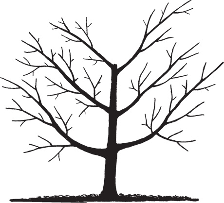 Иллюстрация к книге — Самая полезная настольная книга садовода и огородника [i_077.jpg]